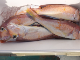 静岡県 静岡県福田港・静岡県・遠州福田港・ 大寿丸 >>> 2024/02/09(金)の釣果・ 釣り船の情報満載!「入れ食い」